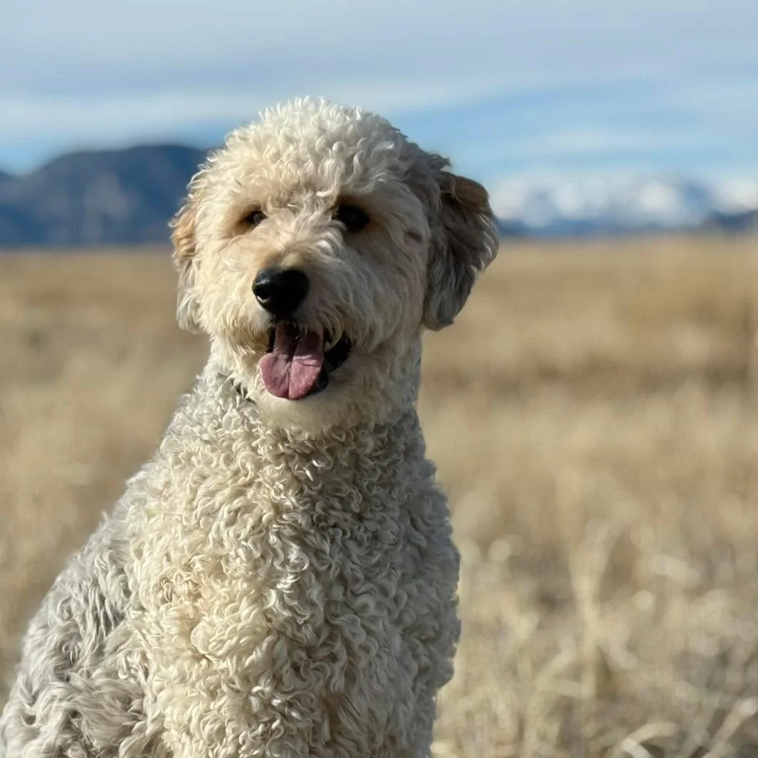 Meet Dexter 🐾
Almost 2 years old. 70 pounds of love&hellip; that didn&rsquo;t know how to slow down.

When I first met Dexter at his home, the chaos was real. He was so excited to meet me that his affection actually hurt&mdash;jumping, scratching, n