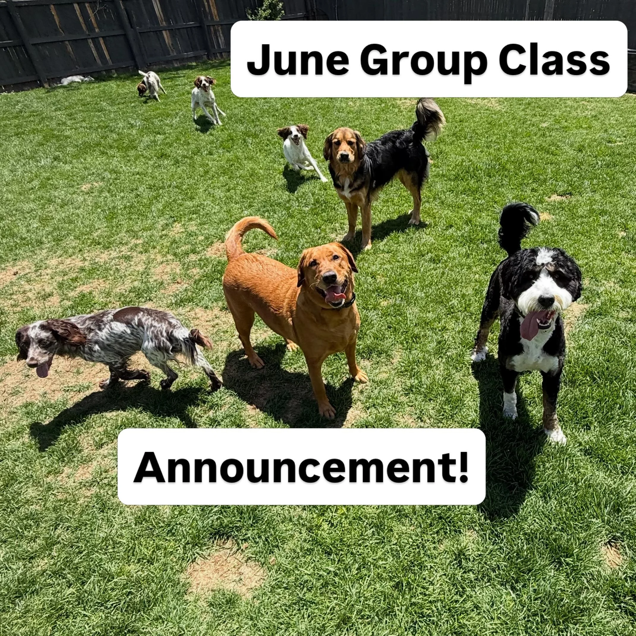 Here are the deets for June group classes! 

Saturday June 13th from 4-5pm at Waneka Lake

Saturday June 27th from 9-10:30am at Shanahan Ridge Trailhead in Boulder 
***Please note that this will be an on &amp; off leash hike and dogs are required to 