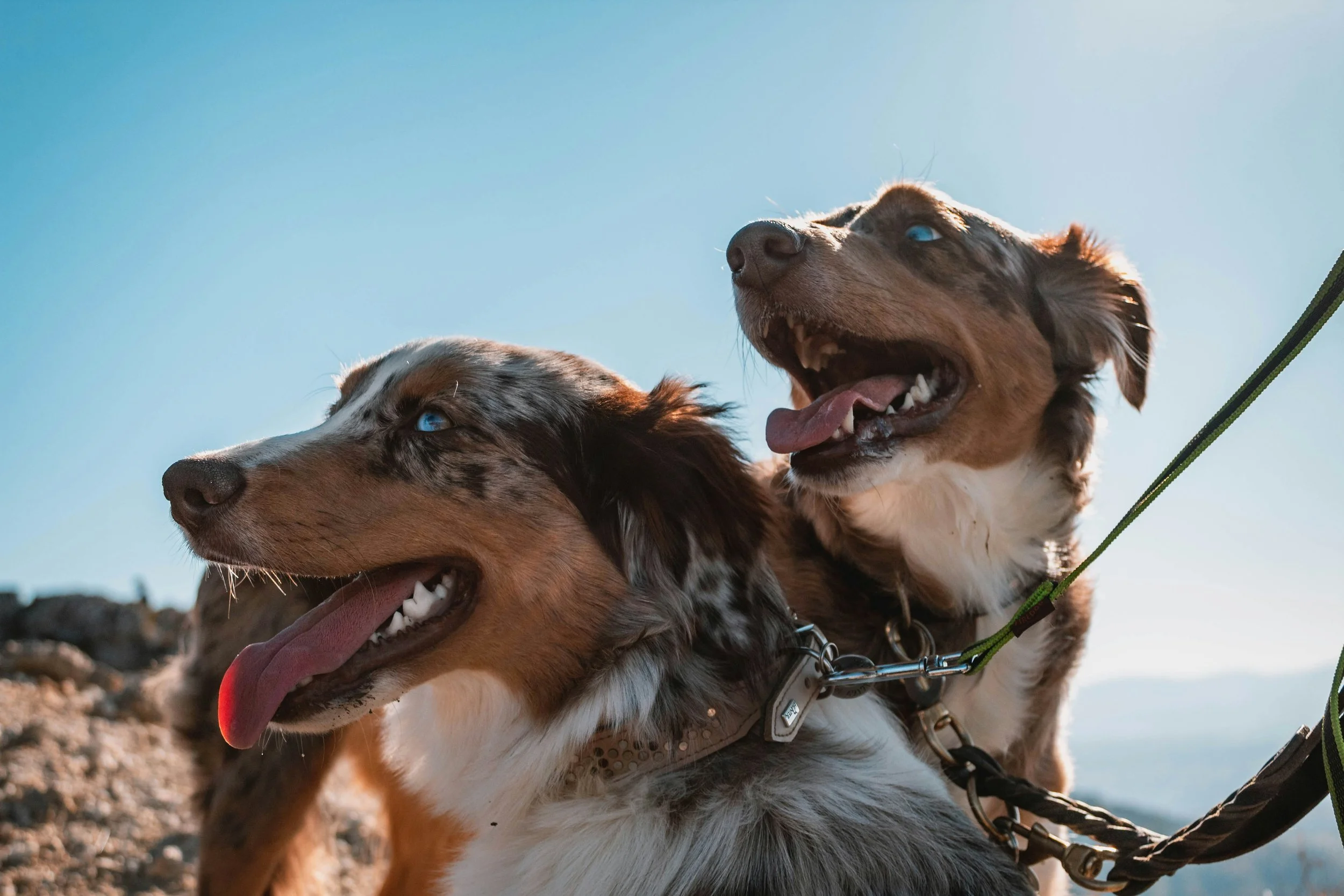 Two Australian Shepherd dogs are on a leash while hiking in the mountains.