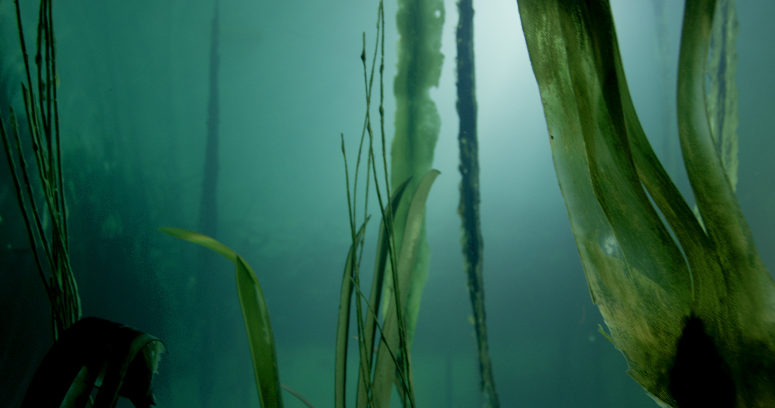 Kelp in mixtures of task 16 and 61d.jpg