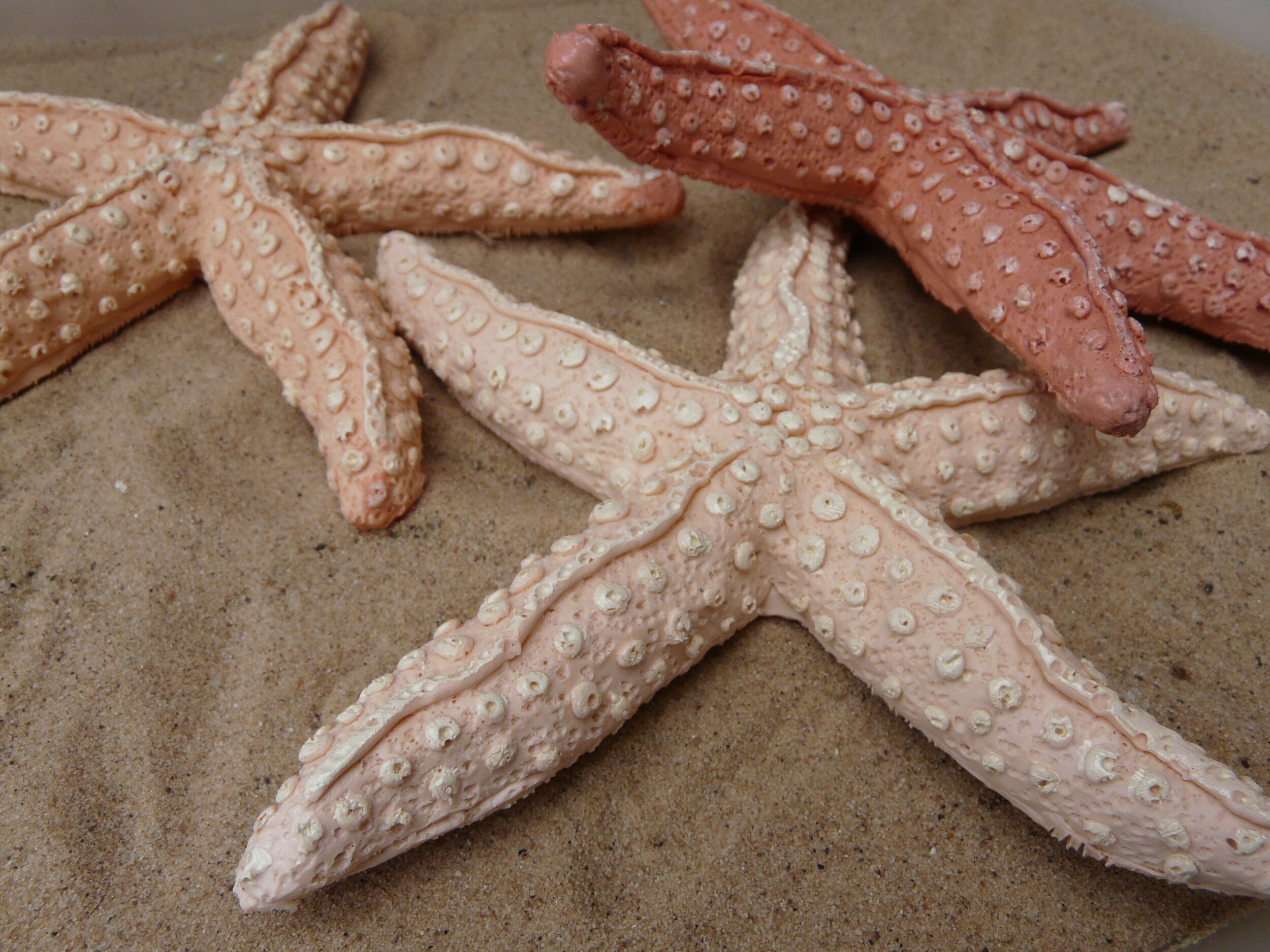 Plastic star fish.JPG