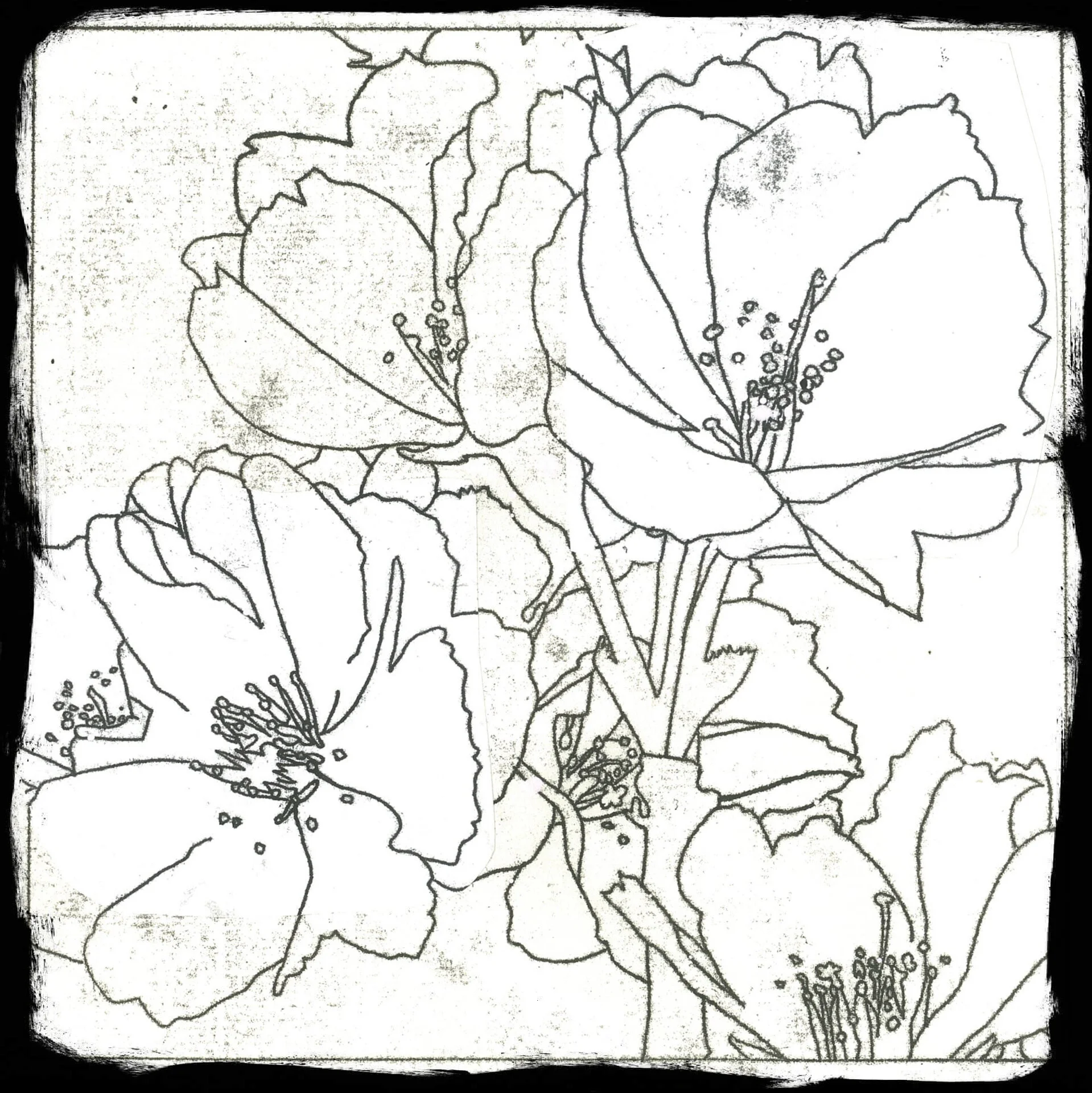 Cherry Blossom