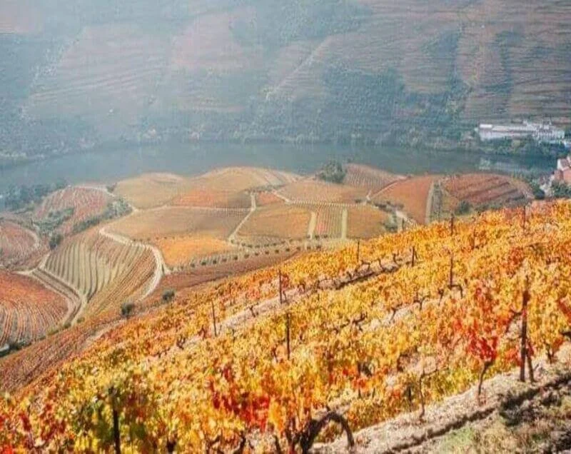 THE HISTORY OF PORT WINE 