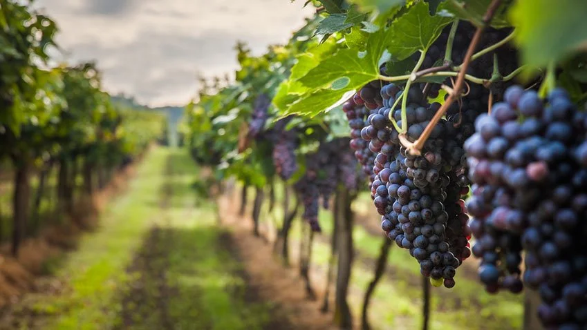 LOVE OF WINE CAN CONTRIBUTE TO CLIMATE CHANGE 