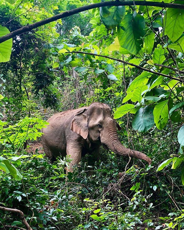 Walked through the land of gentle giants