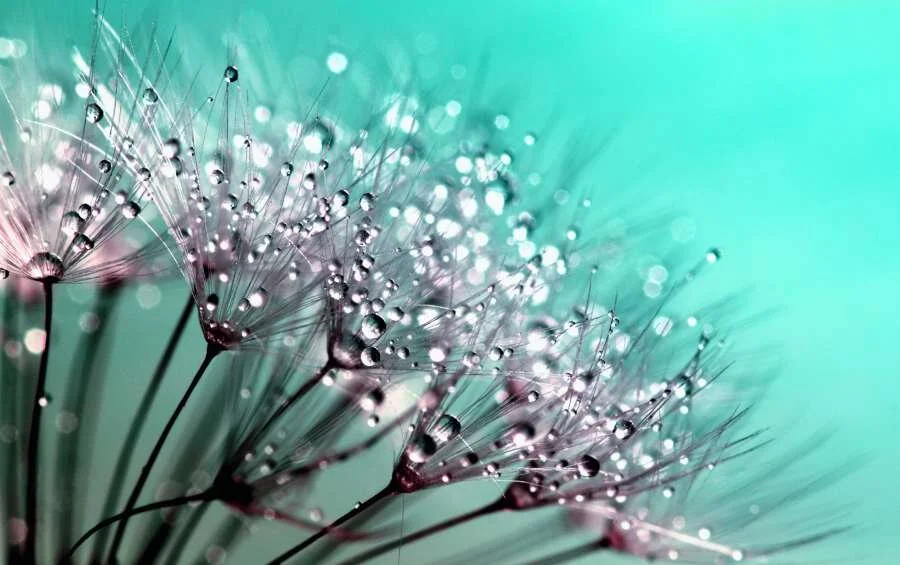 Atelier Fleurs de Bach