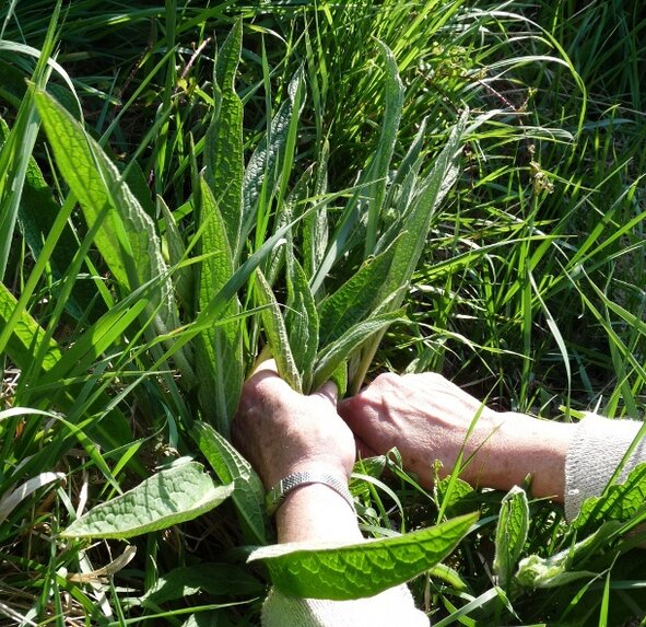 Formation "Plantes sauvages et permaculture"
