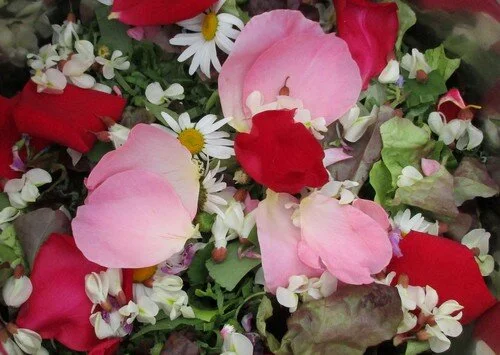 Stage de yoga, naturopathie et plantes sauvages