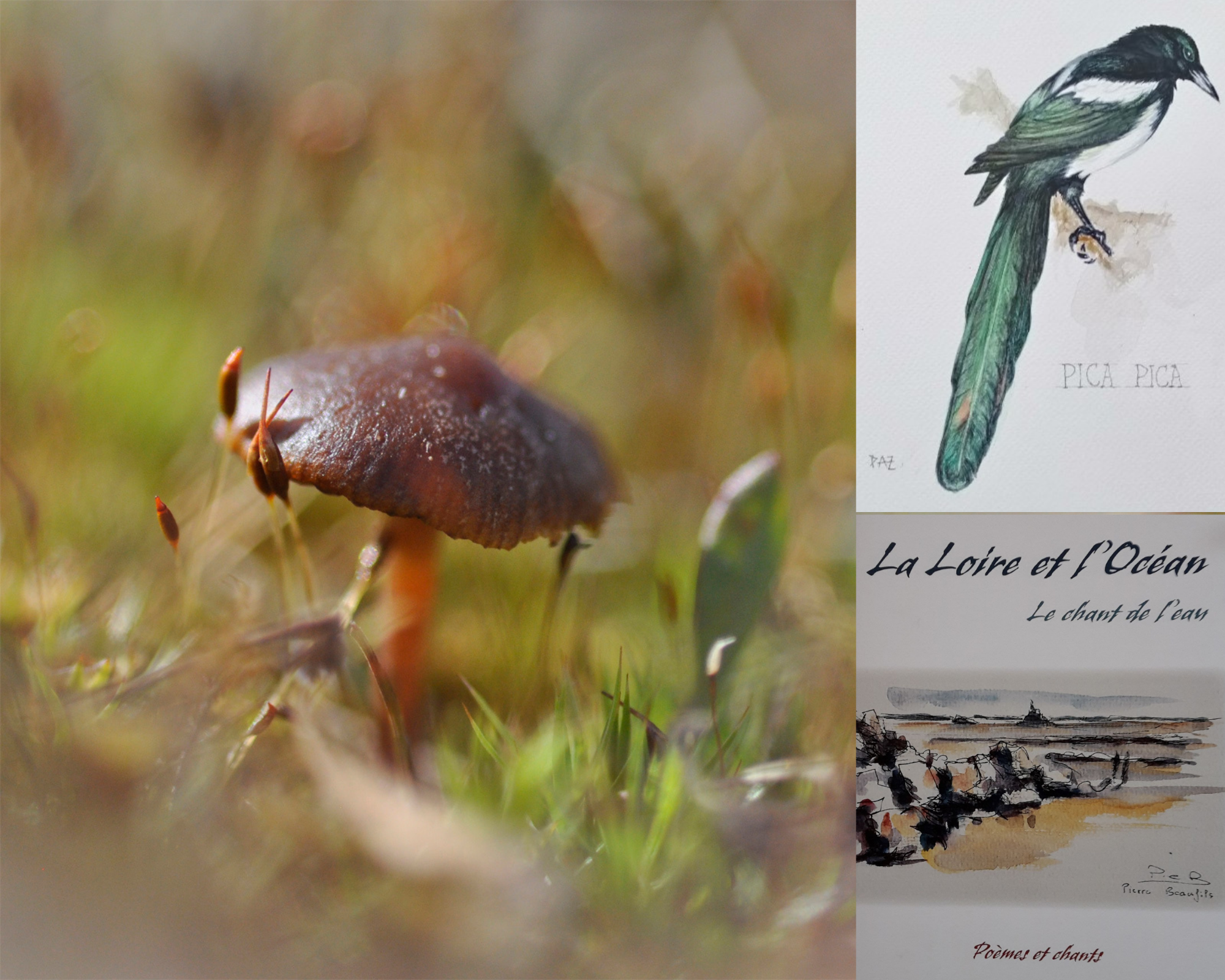 [RENCONTRE] Regard d'artistes sur la nature 