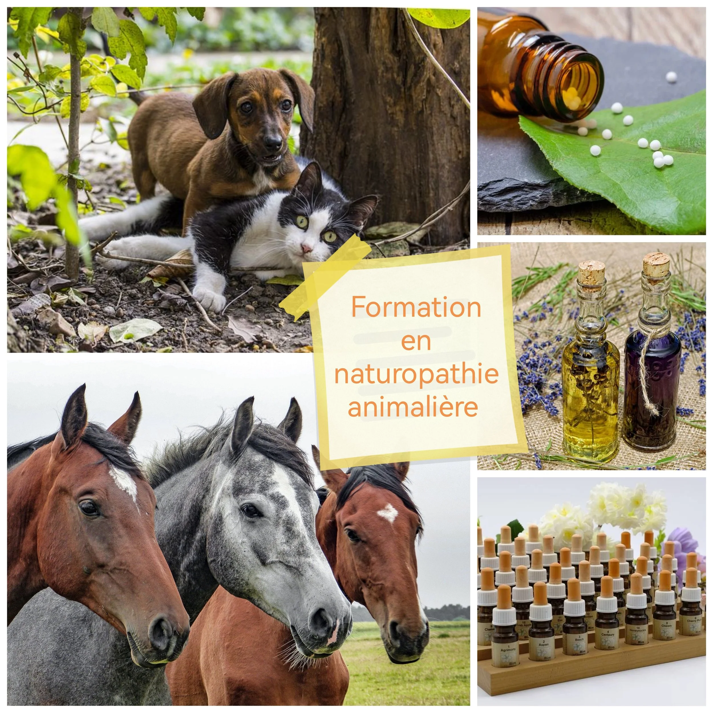[FORMATION] Naturopathie animaliere
