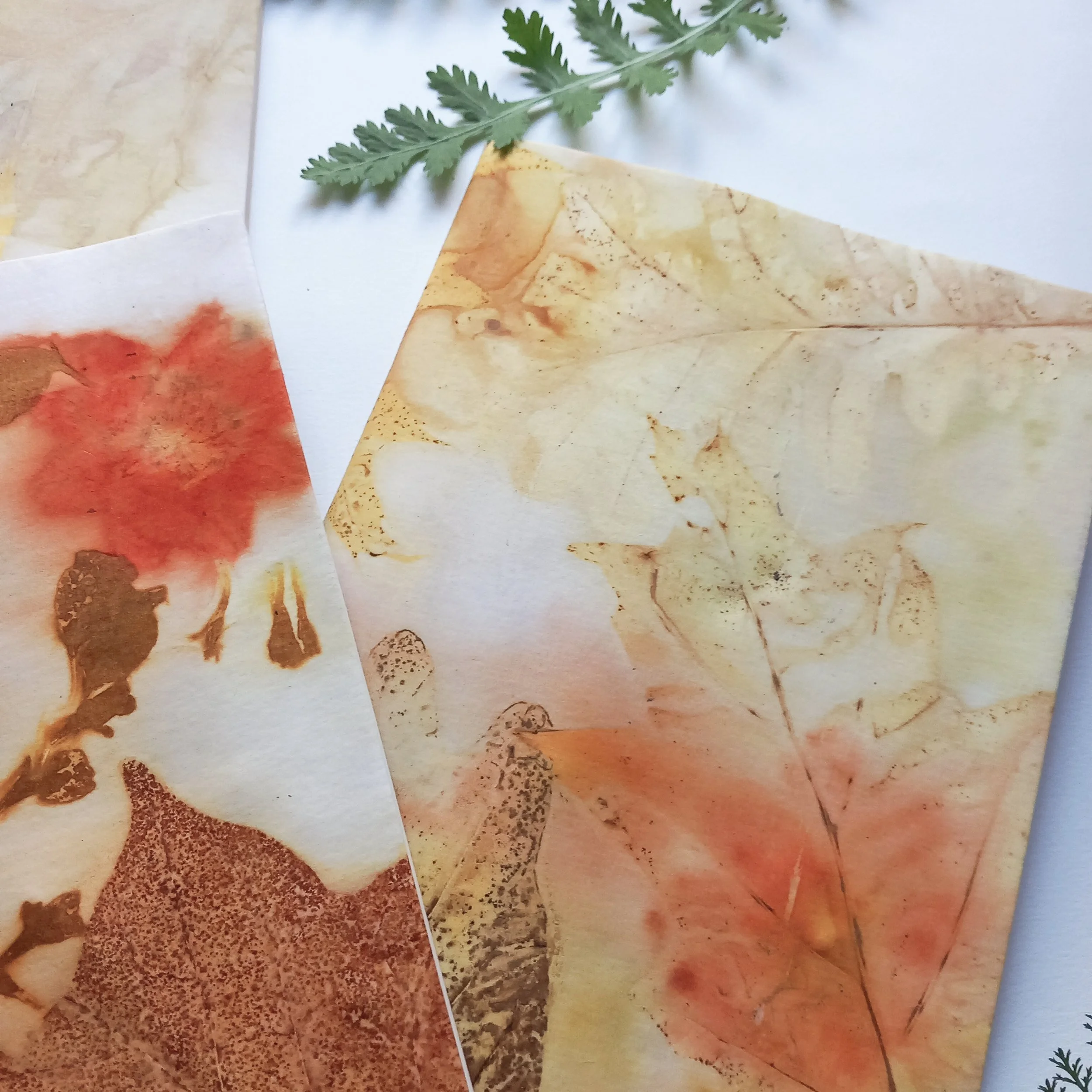 [ATELIER] Balade decouverte des plantes tinctoriales, atelier Tatakizome sur papier et tissu