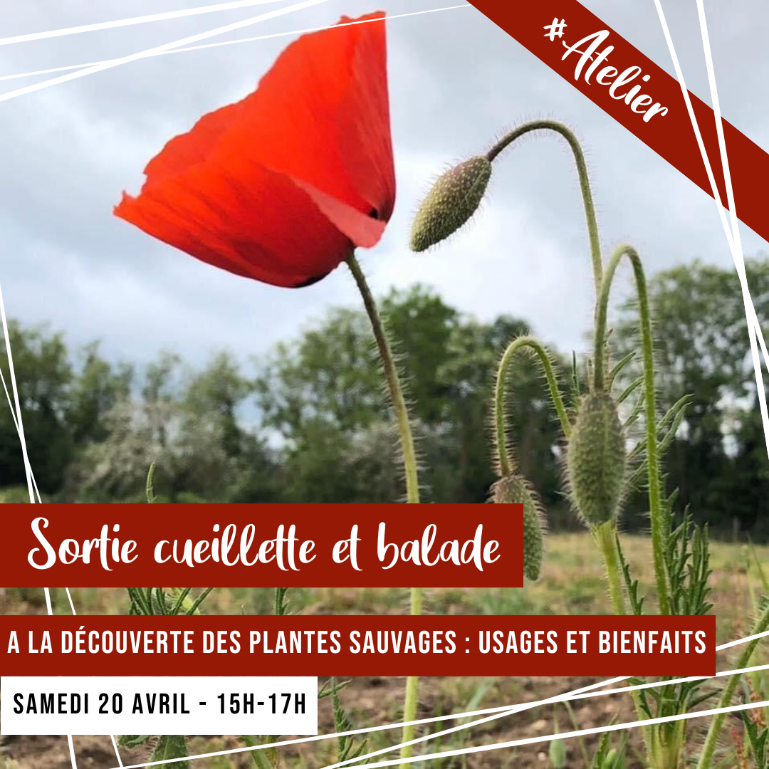 [ATELIER] Sortie cueillette - Balade a la decouverte des plantes sauvages
