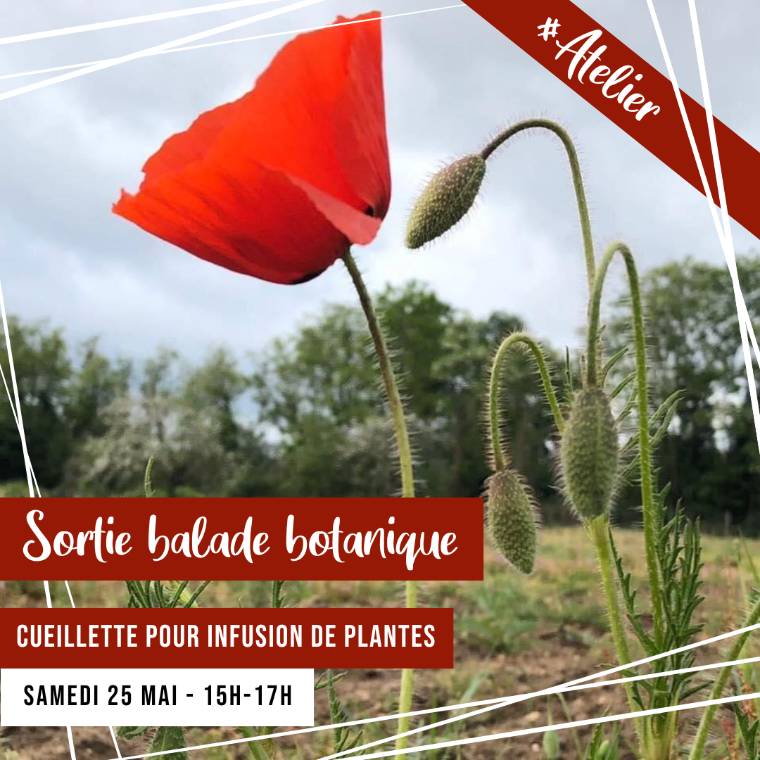 [ATELIER] Sortie balade botanique :  Atelier cueillette pour infusion de plantes