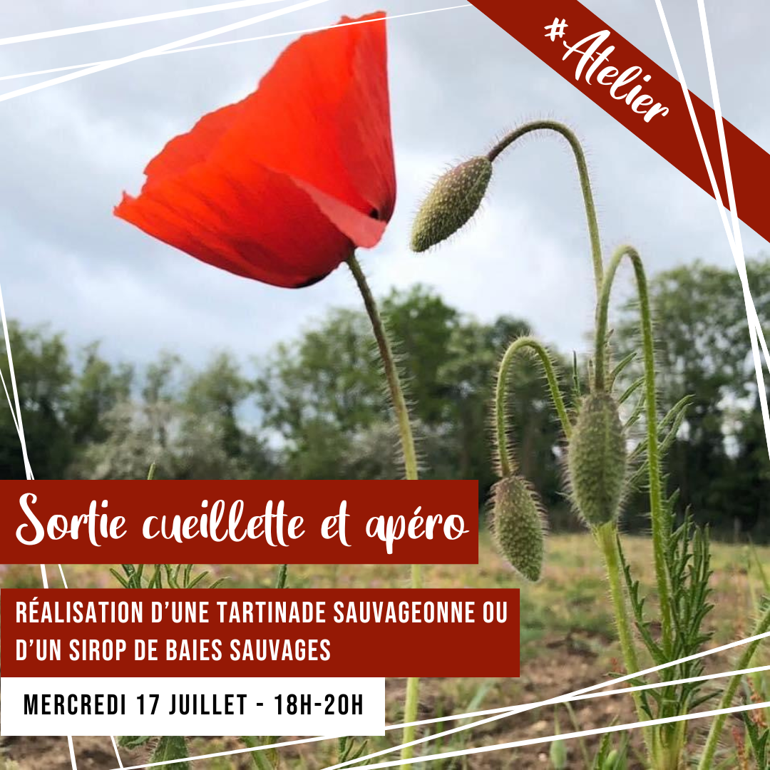 [ATELIER] Sortie balade botanique : Atelier cueillette/apero et realisation d’une tartinade sauvageonne ou d’un sirop de baies sauvages