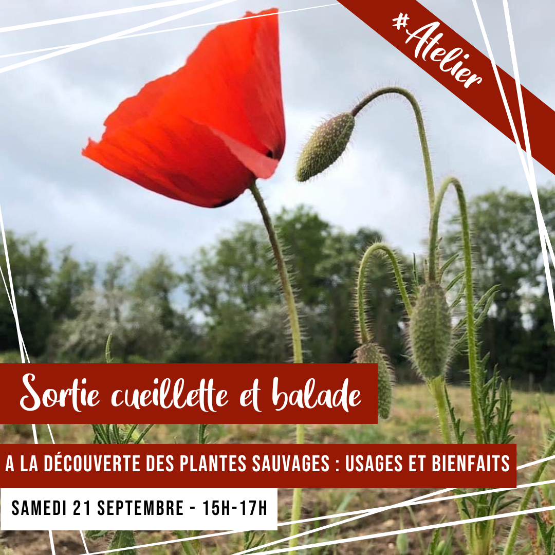 [ATELIER] Balade a la decouverte des plantes sauvages : usages et bienfaits