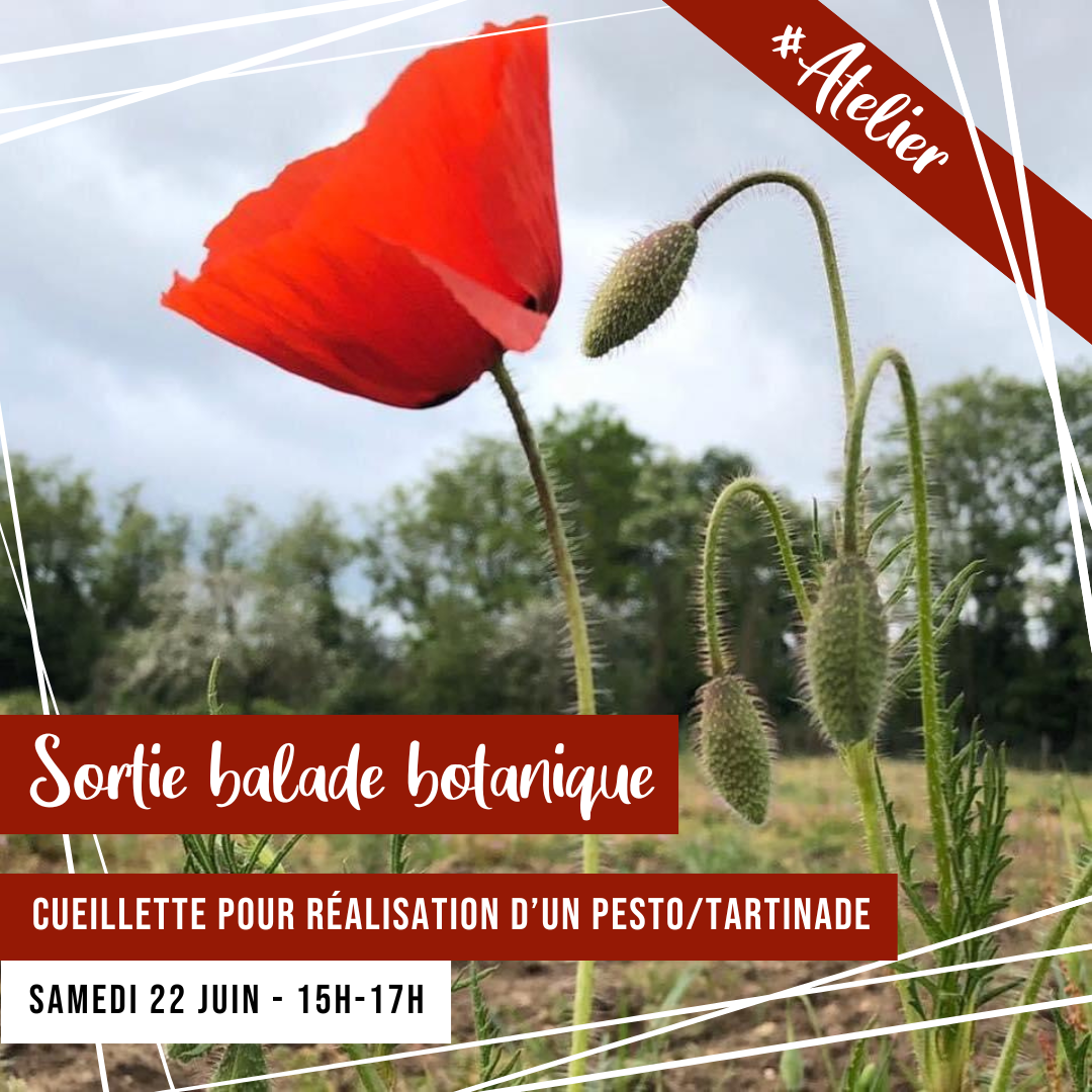 [ATELIER] Sortie balade botanique : Atelier cueillette pour la realisation d’un pesto ou d'une tartinade