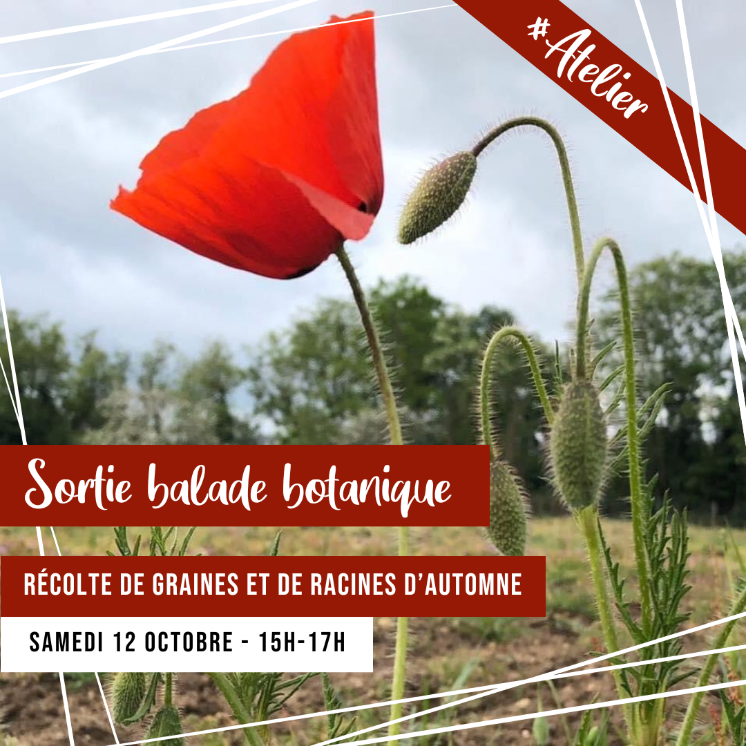 [ATELIER] Sortie balade botanique : Recolte de graines et de racines