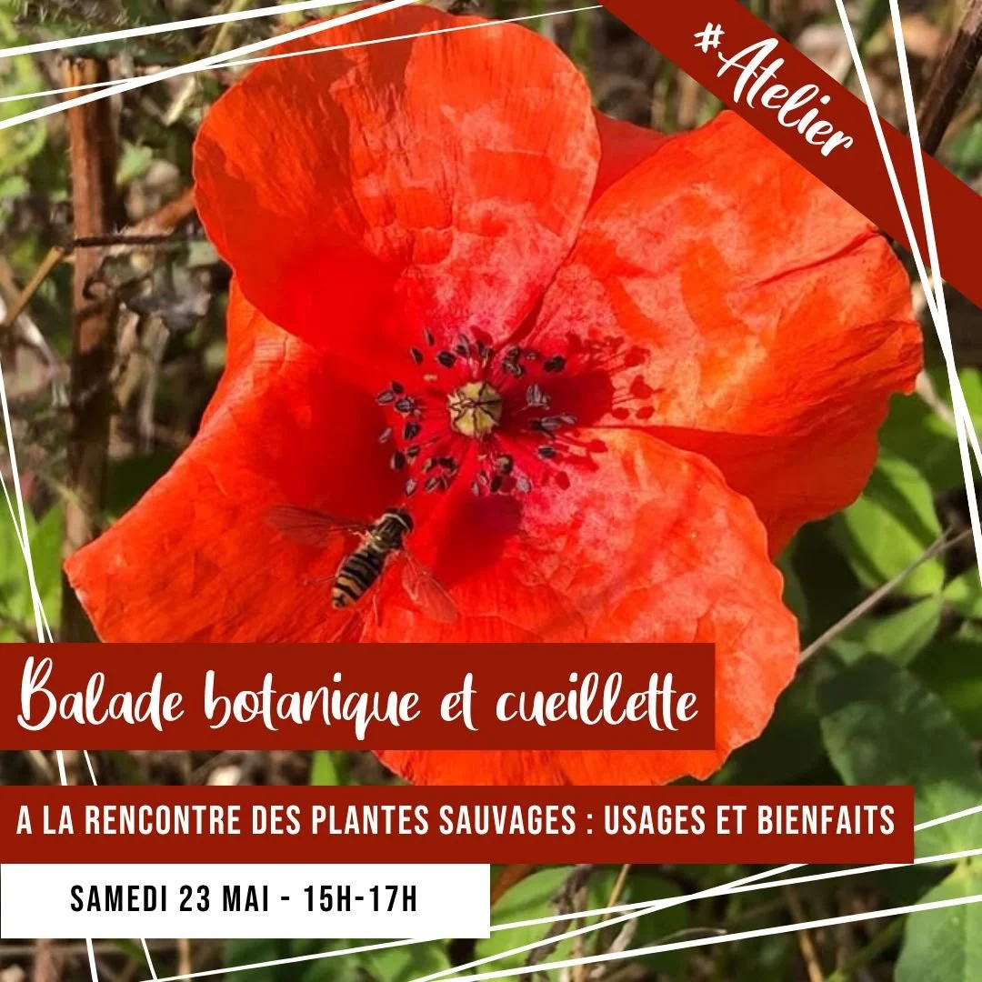 [ATELIER] Sortie cueillette &amp; balade botanique 