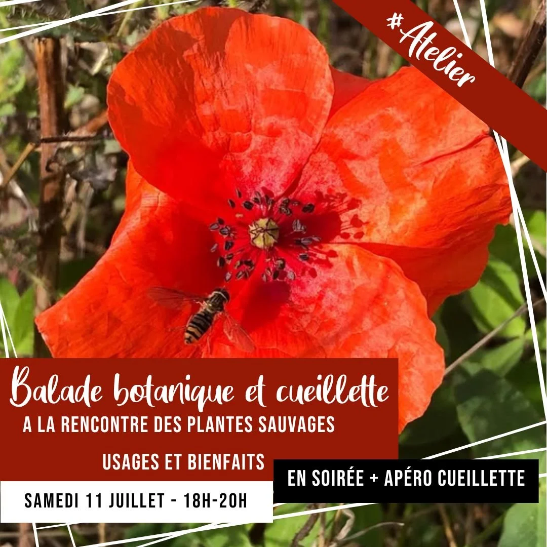 [ATELIER] Balade botanique &amp;  Apéro cueillette
