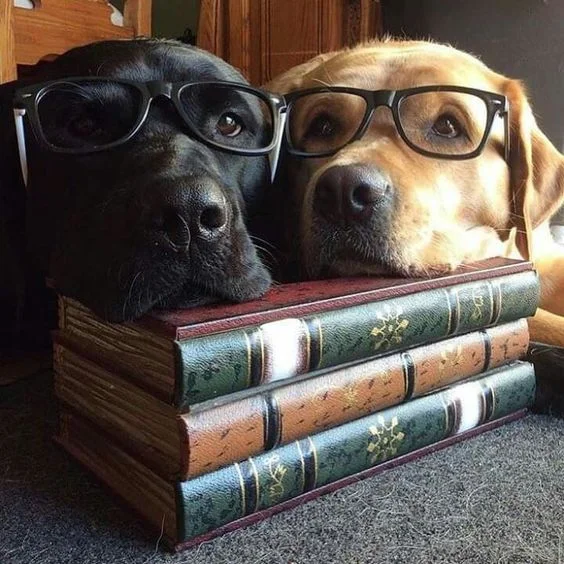 Stressed at exam time? Treat your kids like dogs