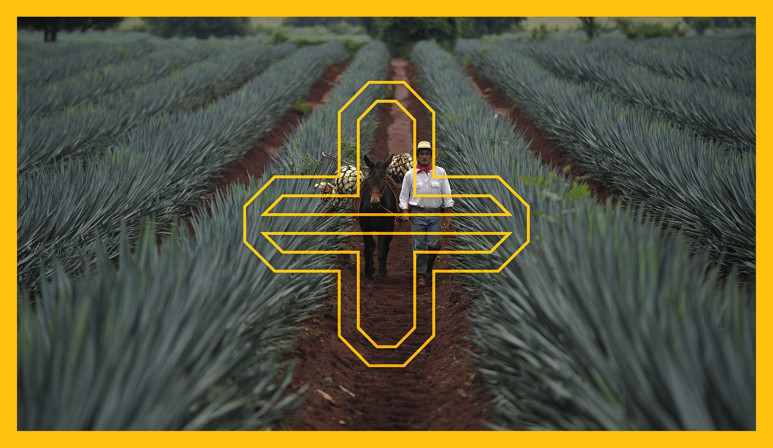Telson-tequila-cross-logo-agave-field.jpg