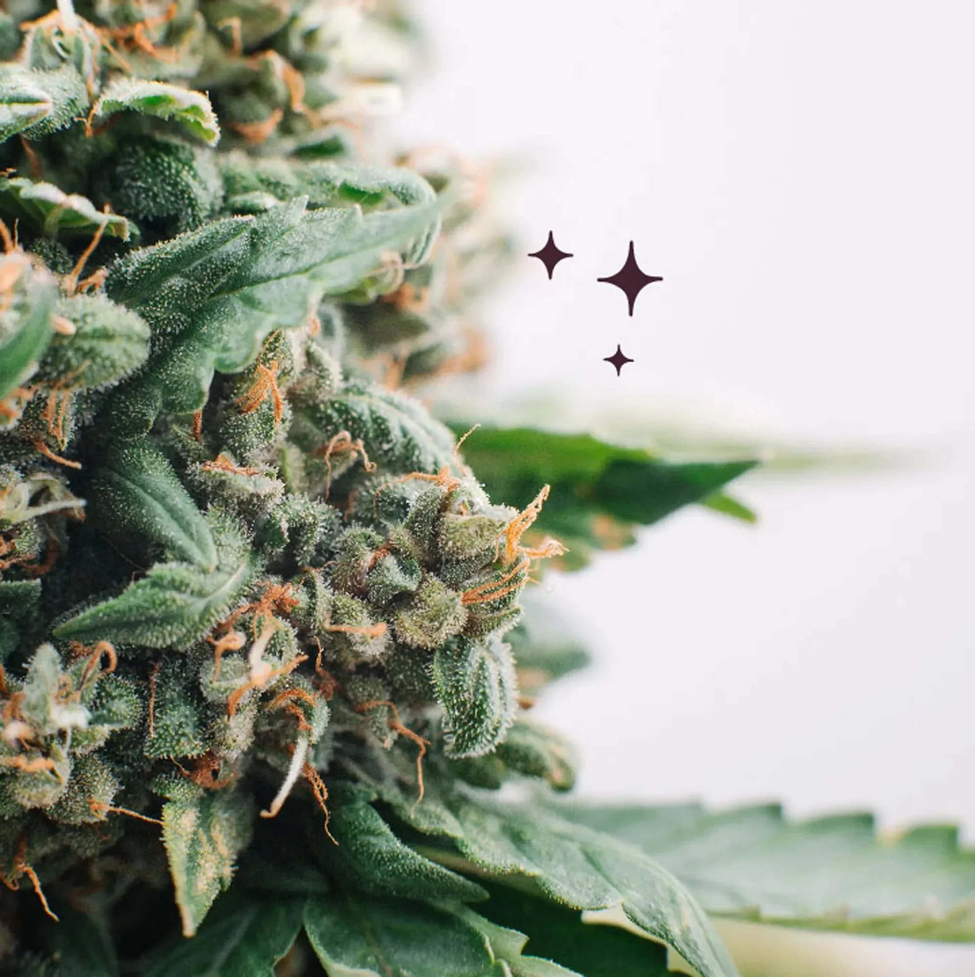 vicarel-studios-garden-variety-bud-macro-cannabis-detail-social.webp