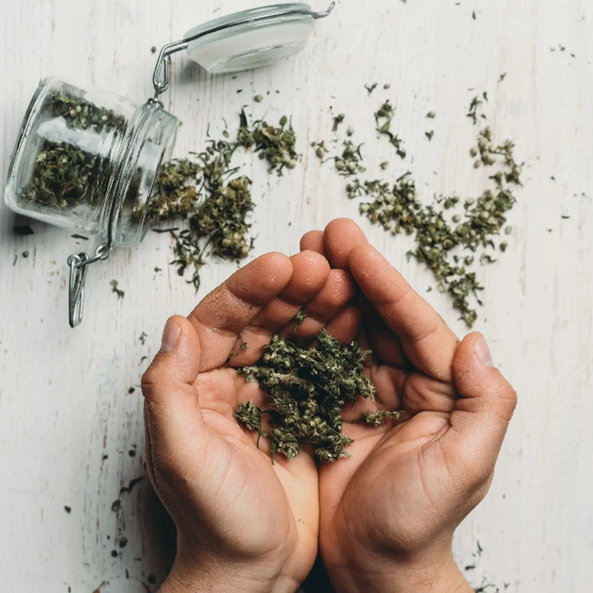 vicarel-studios-garden-variety-flower-handful-cannabis-social.webp