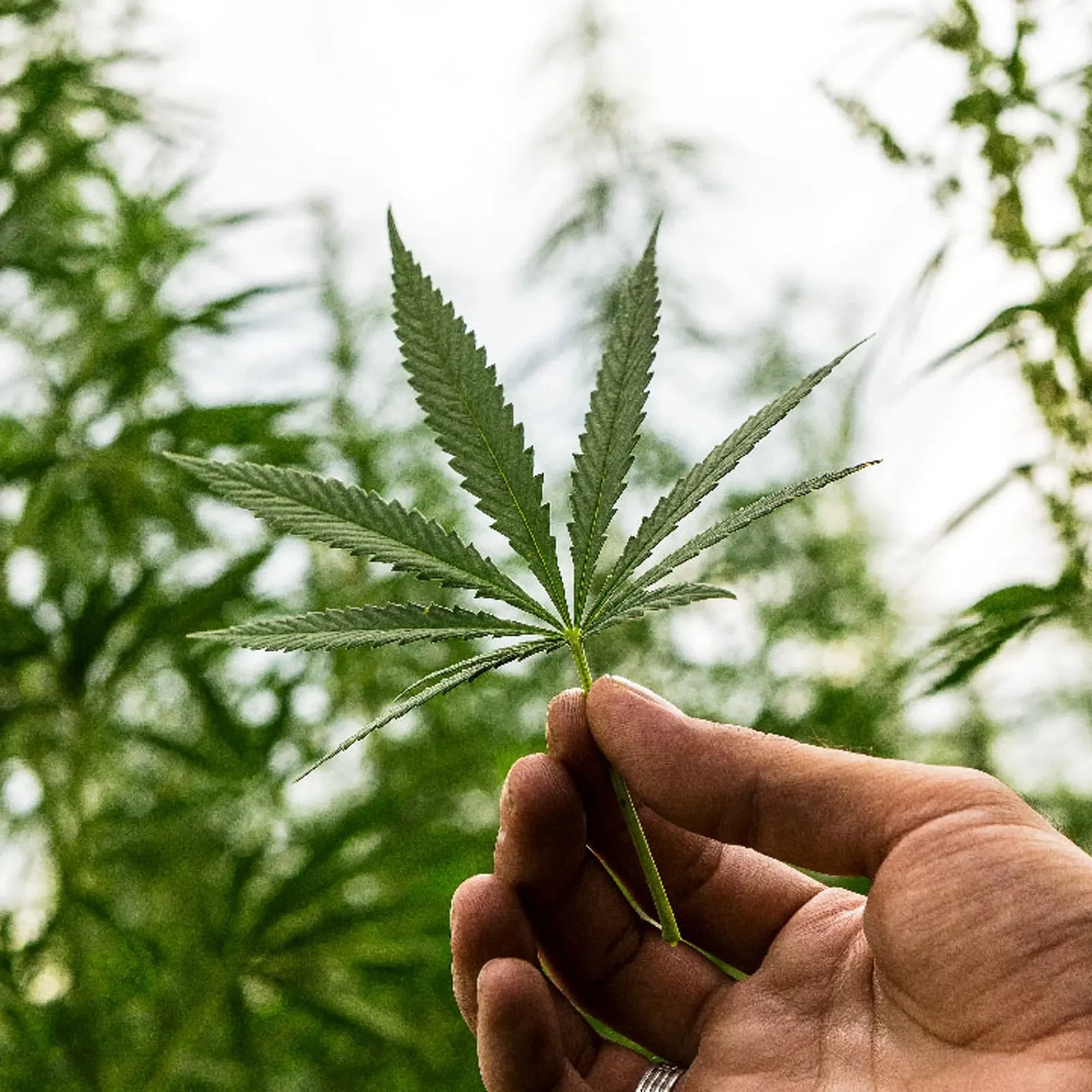 vicarel-studios-garden-variety-leaf-illustration-cannabis-social.webp