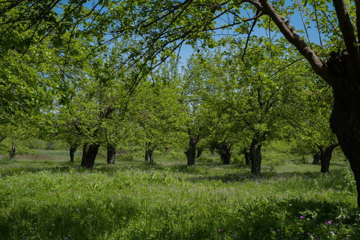 Overgrown orchard near Amaras Monastery