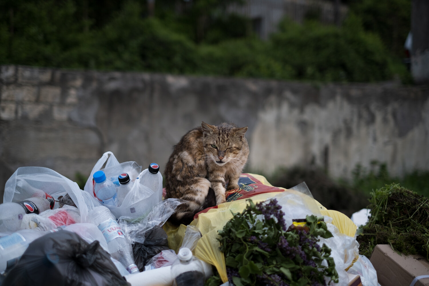 Cat in a rubbish tip in Shusha