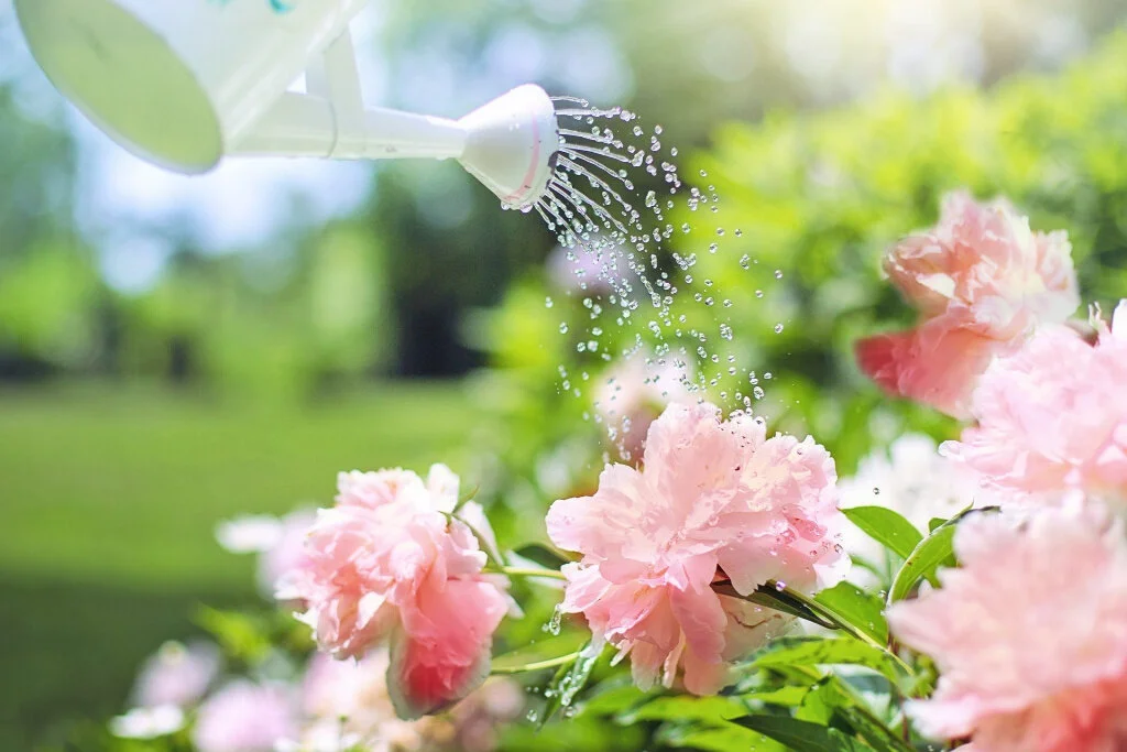 In the Garden