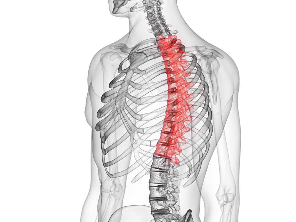 June Newsletter - Spinal Function