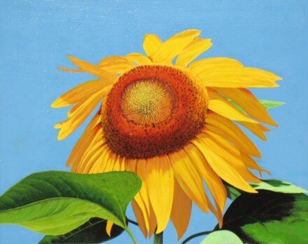 Garden_Sunflower.jpg