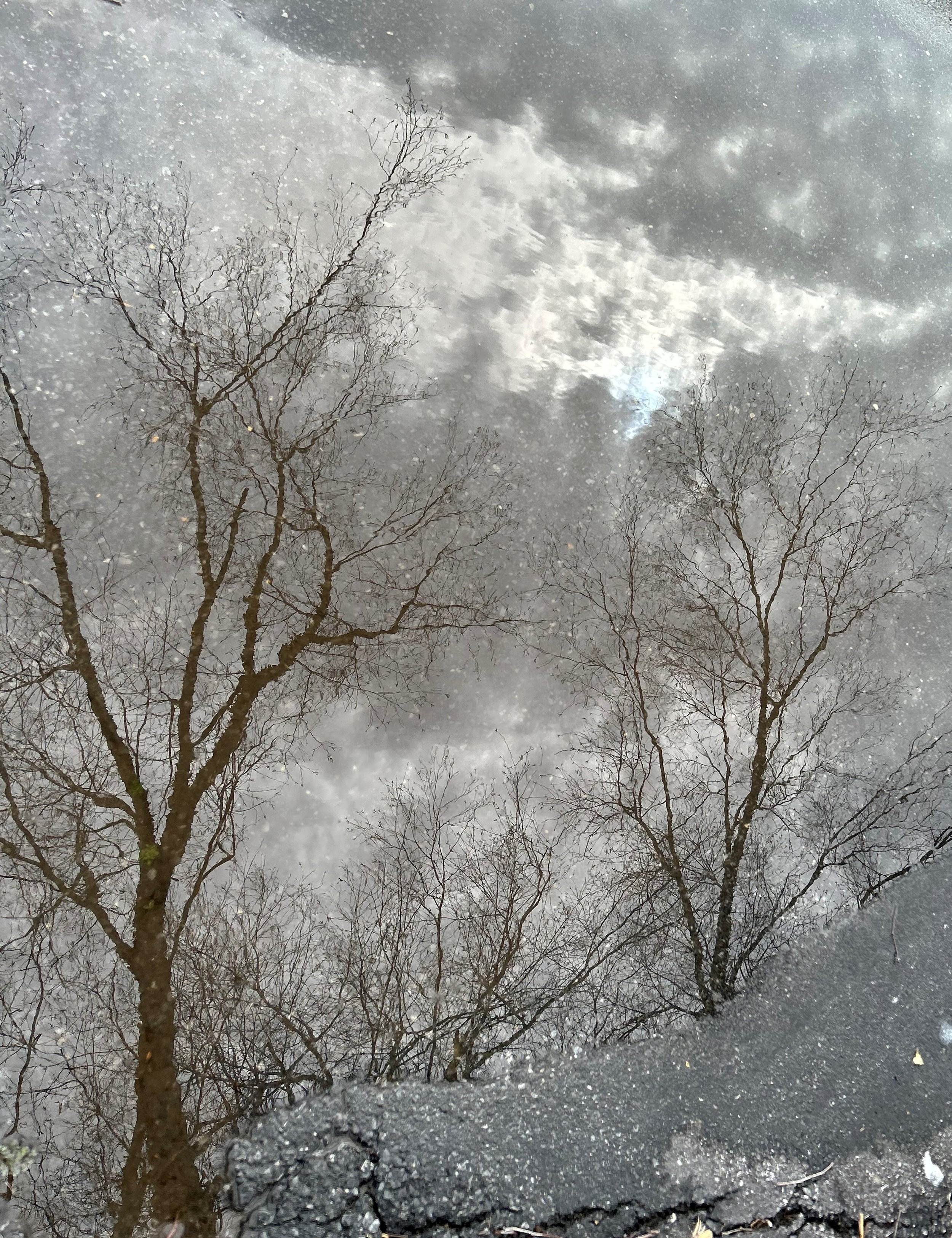 Circular tree reflection 3 vertical and clouds.jpg