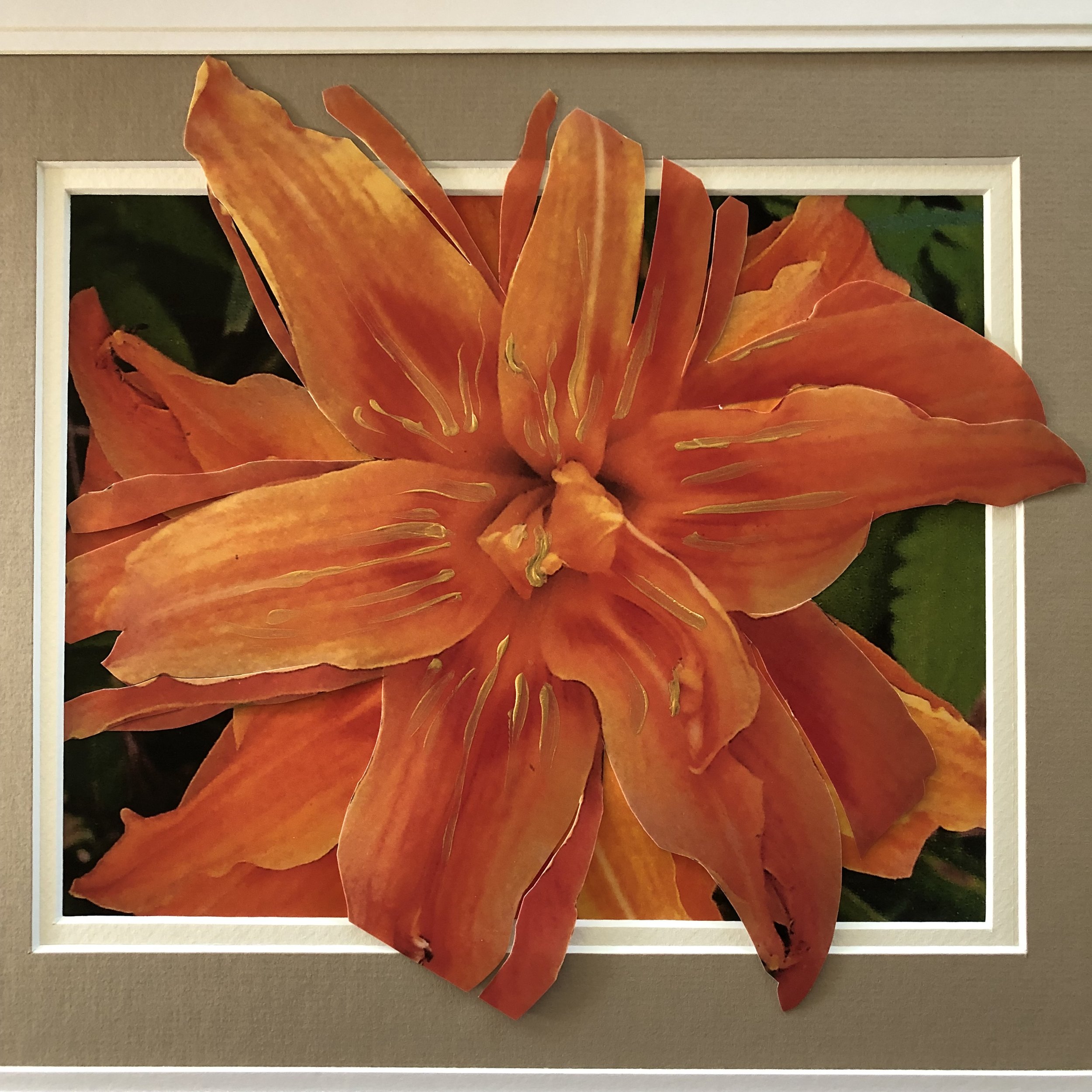 Orange lily burtsing .jpg