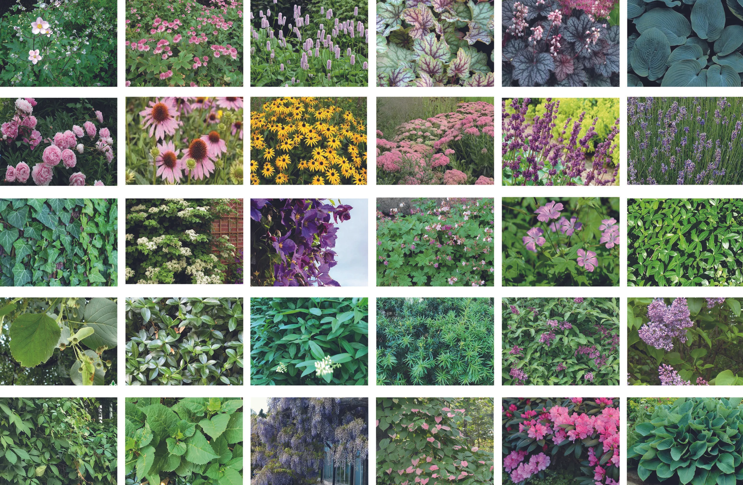 blomster hageplan_ justert.jpg