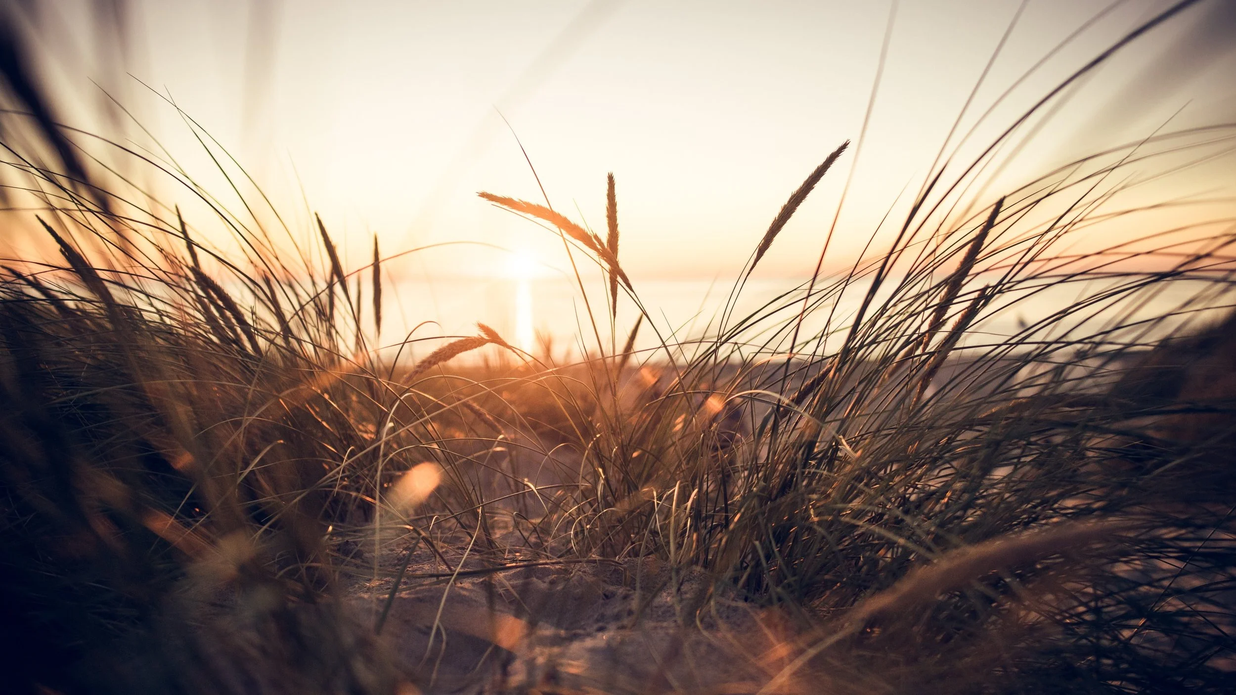 sunrise-on-wild-grasses.jpg