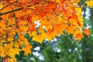 Fort Mill's Fall Festival