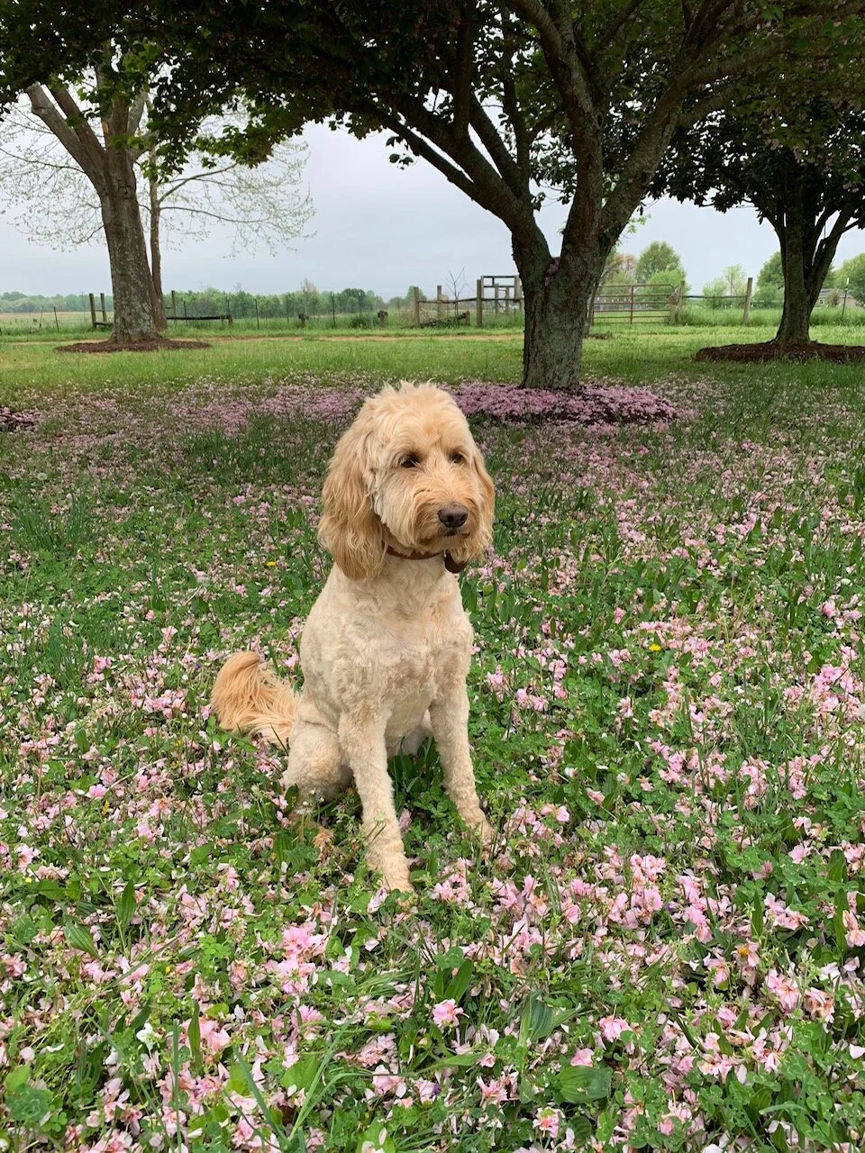 A Letter To My Dog Fan Submission Julie and Zero.jpeg