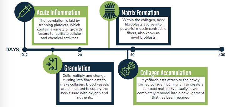 Showing day ranges (0-2, 20, 40, 400) and four sections (Acute Inflammation, Granulation, Matrix Formation, Collagen Accumulation) with emojis to go with each, and each section detailing more information