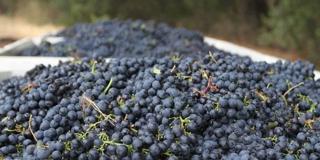   "The best wine event on the Central Coast... the only event (we) participate in"    – Ryan Pease, Paix Sur Terre Wines  