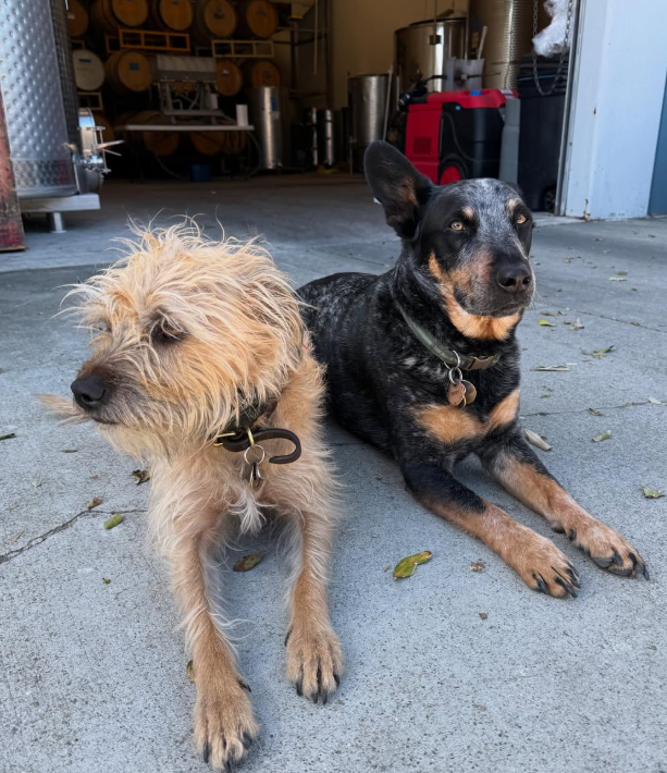 Screenshot 2026-01-30 at 4.46.12 PM.png