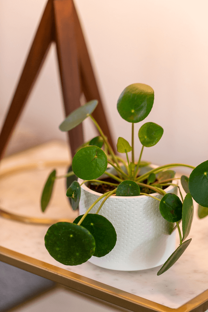 Green-Plant-home-decor.png