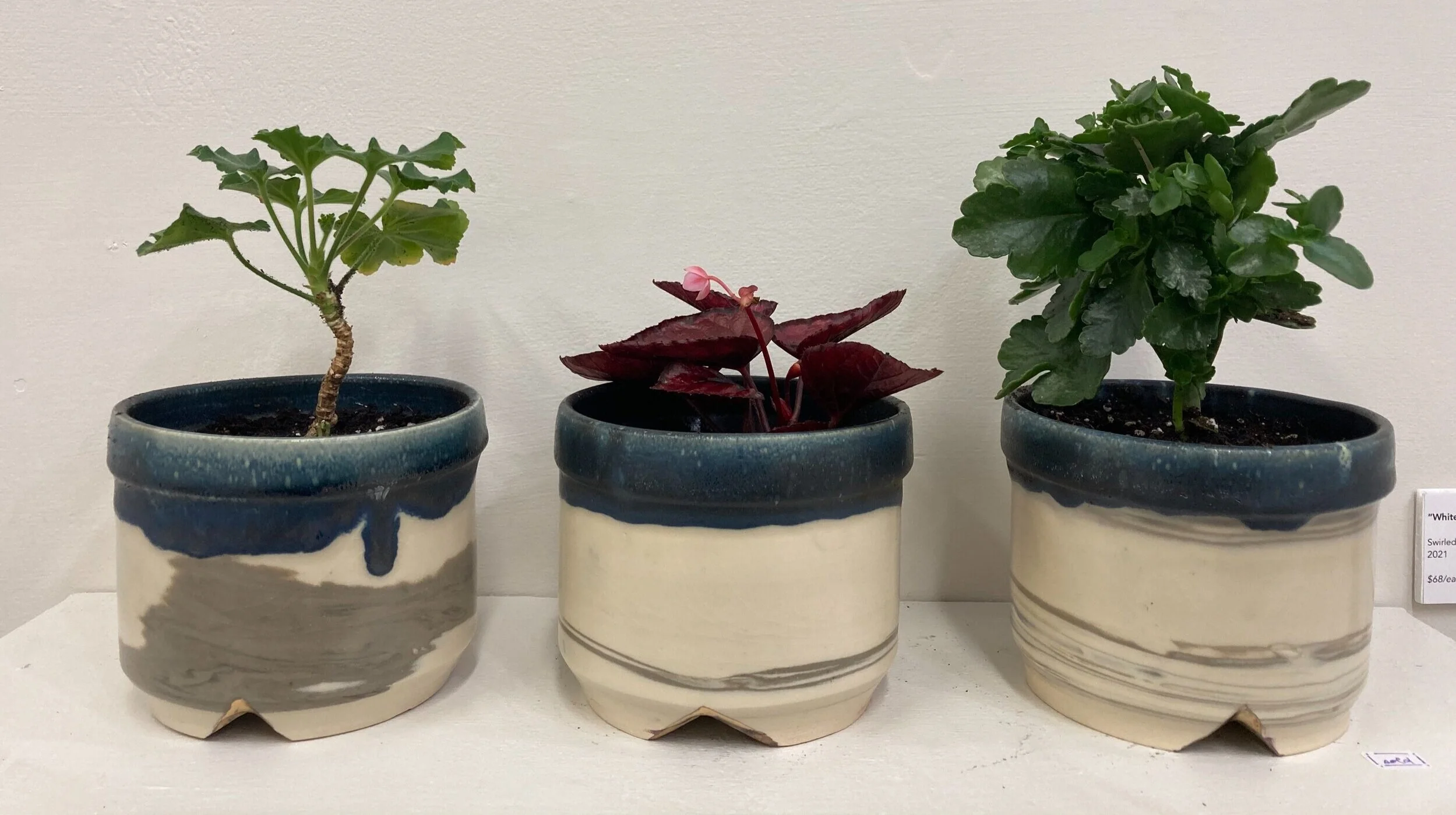 Plants from left to right: Geranium, Rex Begonia, Kalanchoe