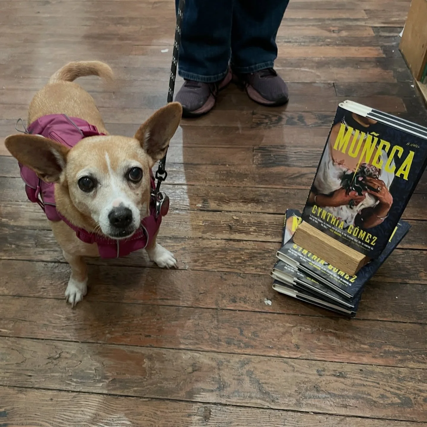 Cutie pie Todd just came by with his author mama and helped her sign her new book (in exchange for treats and pets) thanks for the visit Cynthia and Todd ! 🐶 📚