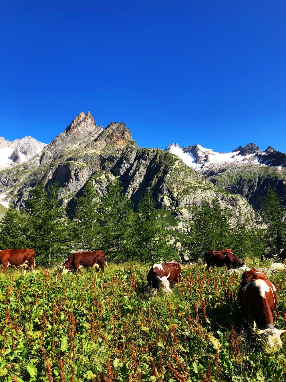  Cows in Val Ferret, Italy.  