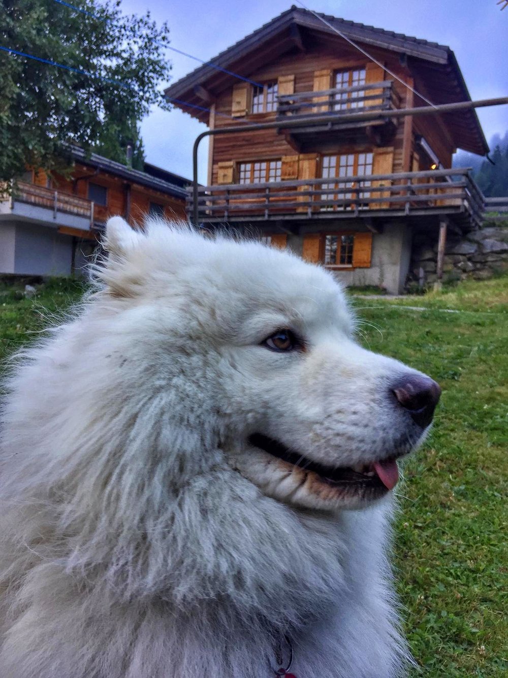  Nanoosh, a furry companion we met in La Fouly, Switzerland.  