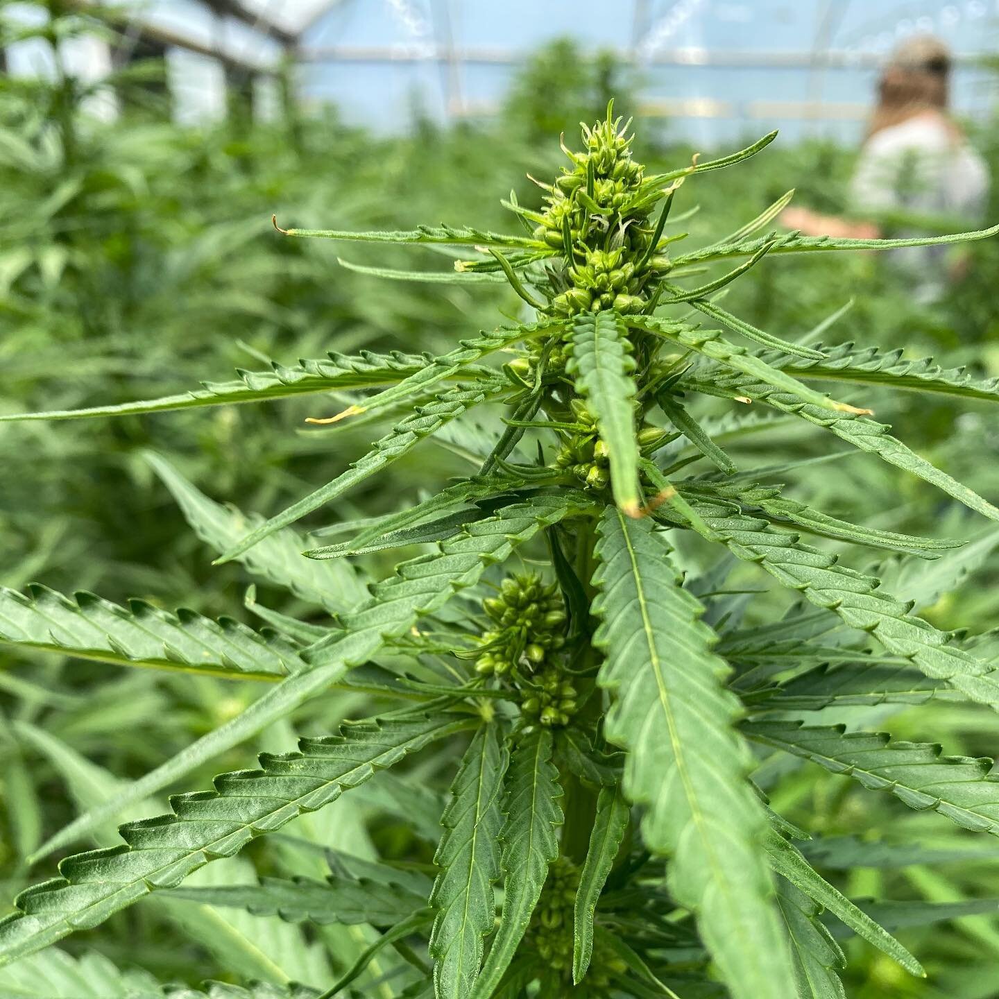 Once these flowers fully mature it&rsquo;s pollen collection time. Excited to be making significant progress in shifting minor cannabinoids to major cannabinoids while improving agronomic traits and flower quality. Stay tuned!
*
*
*
#beaconhemp #indu