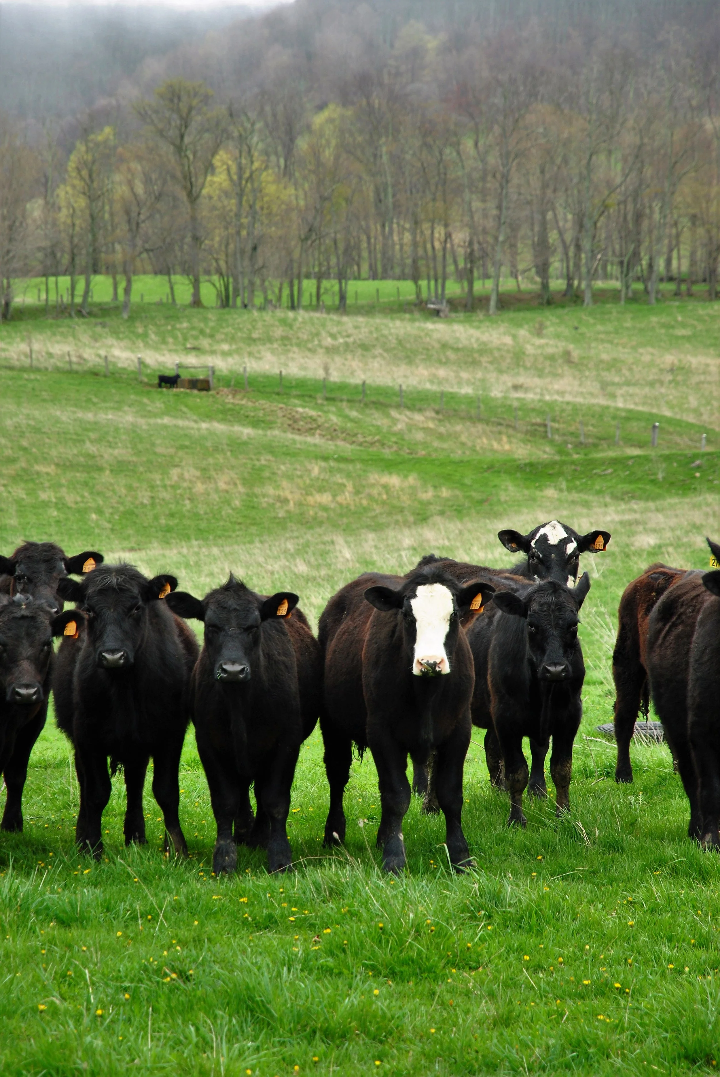 John Montgomery - Angus and Angus Cross Steers.JPG