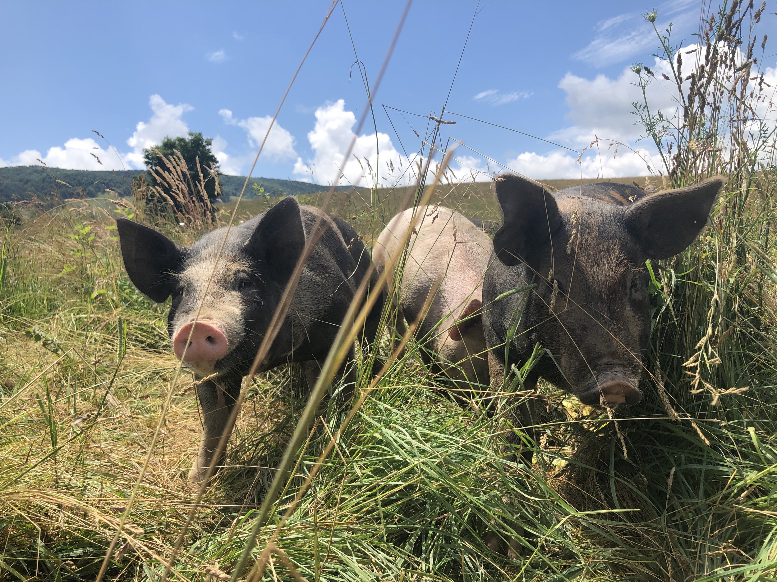 John Montgomery - IMG_9882.JPG